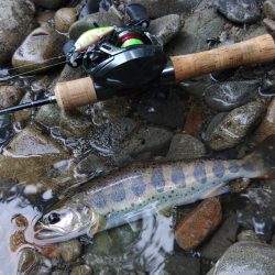 増水した渓でアマゴ釣り